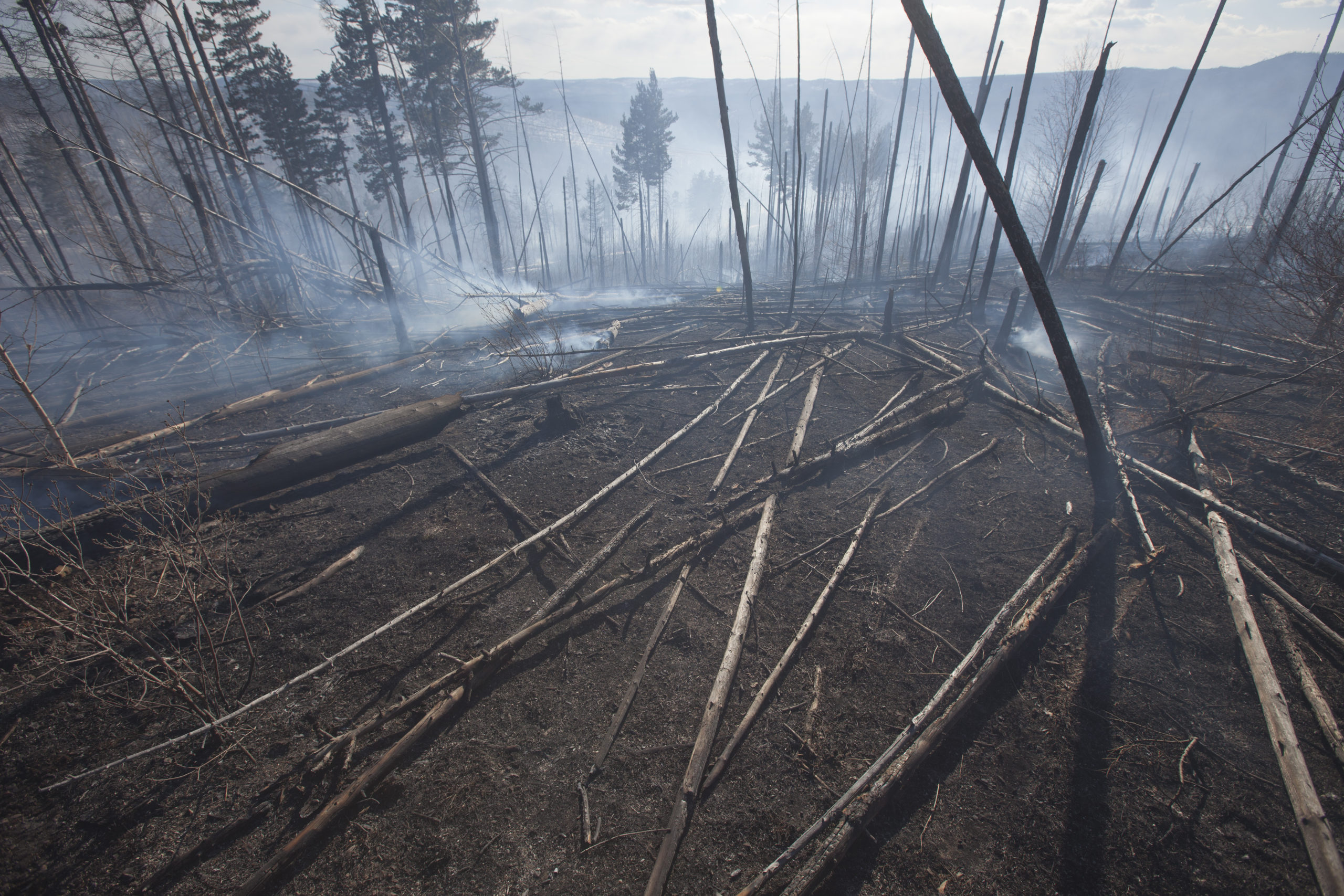 Лес после пожара. Фото © Мария Васильева 
