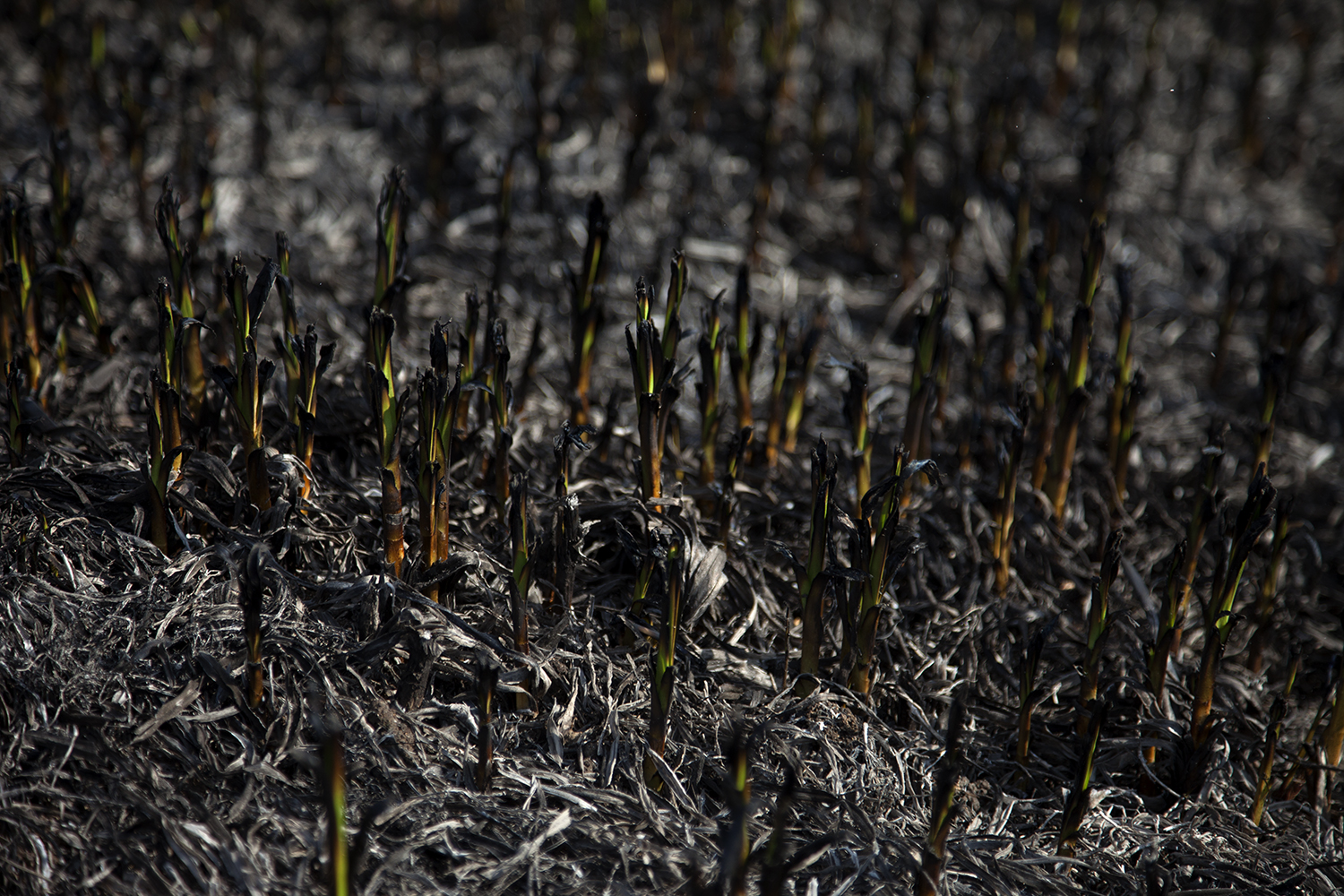Молодые зеленые побеги тоже погибают от выжигания сухой травы