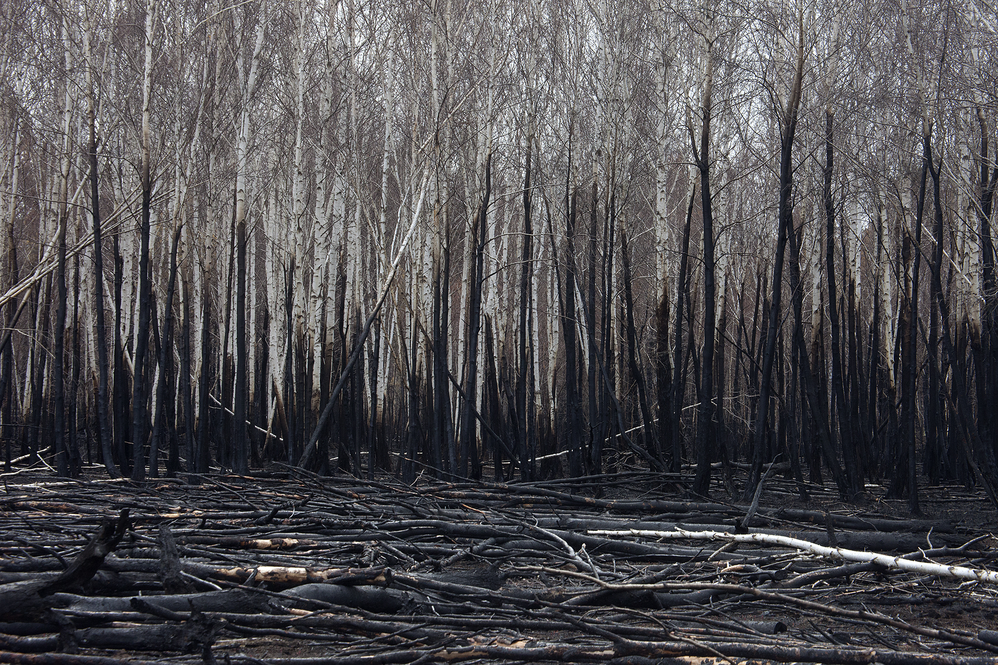 Этот лес не был предназначен для рубок, но всё равно сгорел